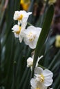 White flowers with green branch