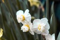 White flowers with green branch