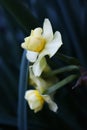 White flowers with green branch