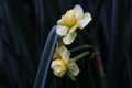 White flowers with green branch