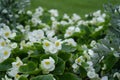 White flowers in the green