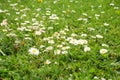 White flowers and green grass Royalty Free Stock Photo
