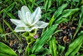 white flowers in green grass