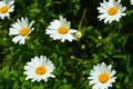 White flowers in green grass. daisies in the Park. Royalty Free Stock Photo