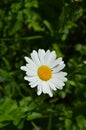 White flowers in green grass. daisies in the Park. Royalty Free Stock Photo