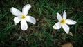 White flowers on green grass Royalty Free Stock Photo