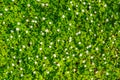 White flowers and green grass texture top view.