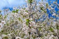 White flowers and green leaves against the blue sky.