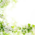 White flowers and green leaves on blurred bokeh background closeup, blooming apple tree branch, spring cherry blossom Royalty Free Stock Photo