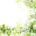 White flowers and green leaves on blurred bokeh background closeup, blooming apple tree branch, spring cherry blossom Royalty Free Stock Photo