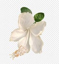 White flowers and green leaves of China rose Hawaiian hibiscus, leaf plant eco nature isolated, close up natural, Royalty Free Stock Photo