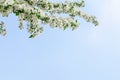 White flowers and green leaves on clear blue sky background close up, blooming apple tree branches corner, beautiful spring cherry Royalty Free Stock Photo