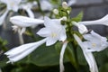 White flowers with green leaves close up grow in the garden Royalty Free Stock Photo