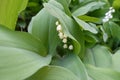 White flowers and leaves of lily of the valley