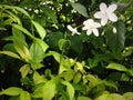 White flowers green leaves lonely