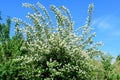 White flowers and green leaves of Philadelphus coronarius ornamental perennial plant, known as sweet mock orange or English