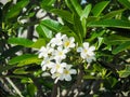 White flowers and green leaves