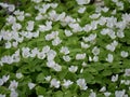 White flowers and green leaves of shamrock on a Sunny glade in the forest.