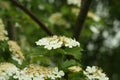 Blooming viburnum tree