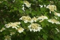 Blooming viburnum tree
