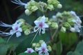 White flowers with green leaves