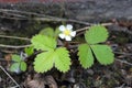 White flowers and green leaves of wild strawberry in front of black ground in the forest, closeup Royalty Free Stock Photo