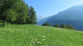 White flowers and green plants and trees with the Moen Blanc mountains in the background under a blue sky Royalty Free Stock Photo