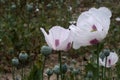 White flowers and green poppy heads of Opium Poppy plant, also called Breadseed Poppy, latin name Papaver Somniferum Royalty Free Stock Photo