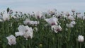 White flowers and green poppy heads of Opium Poppy plants on field, latin name Papaver Somniferum, during cloudy spring day. Royalty Free Stock Photo