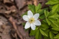 White flowers