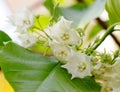 White flowers