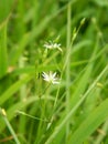 White graceful flowers on a green background