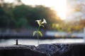 White flowers growing on crack concrete barrier Royalty Free Stock Photo