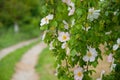 White flowers growing on tree branches. Green leaves. Royalty Free Stock Photo