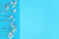 White flowers of gypsophila on the blue color block paper background.