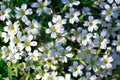 White flowers of Gypsophila repens