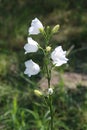 White flowers of a hand bell in a garden Campanula persicifolia Alba.