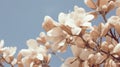 Gardenia Tree With White Flowers Against Clear Blue Sky