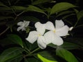 White flower back ground