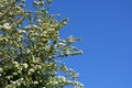 White flowers of hawthorn against blue sky Royalty Free Stock Photo