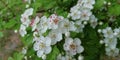 White flowers of hawthorn on a background of green young foliage. The tenderness of fragile flower petals and unusual pink stamens Royalty Free Stock Photo