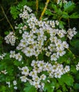 White flowers of hawthorn on branches in a spring park