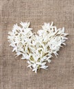 White flowers heart shape, Wedding Valentine concept Royalty Free Stock Photo