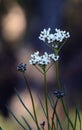 White flowers of the Heath Smokebush Conospermum ellipticum Royalty Free Stock Photo