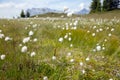 White flowers in high mountain meadows Royalty Free Stock Photo