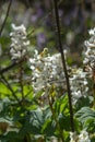 White flowers of Hollowroot in the forest. Blooming Corydalis cava in springtime Royalty Free Stock Photo