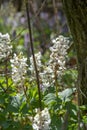 White flowers of Hollowroot in the forest. Blooming Corydalis cava in springtime Royalty Free Stock Photo