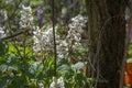White flowers of Hollowroot in the forest. Blooming Corydalis cava in springtime Royalty Free Stock Photo