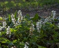 White flowers of Hollowroot in the forest. Blooming Corydalis cava in springtime Royalty Free Stock Photo