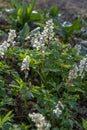 White flowers of Hollowroot in the forest. Blooming Corydalis cava in springtime Royalty Free Stock Photo